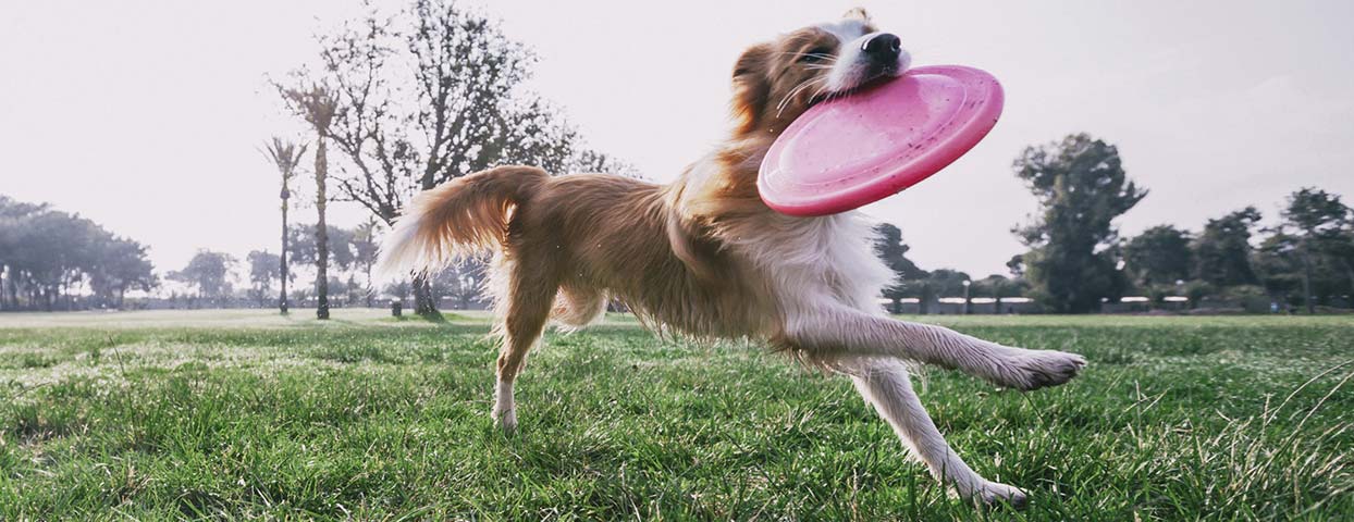 Hund spielt auf der Wiese mit Frisbee